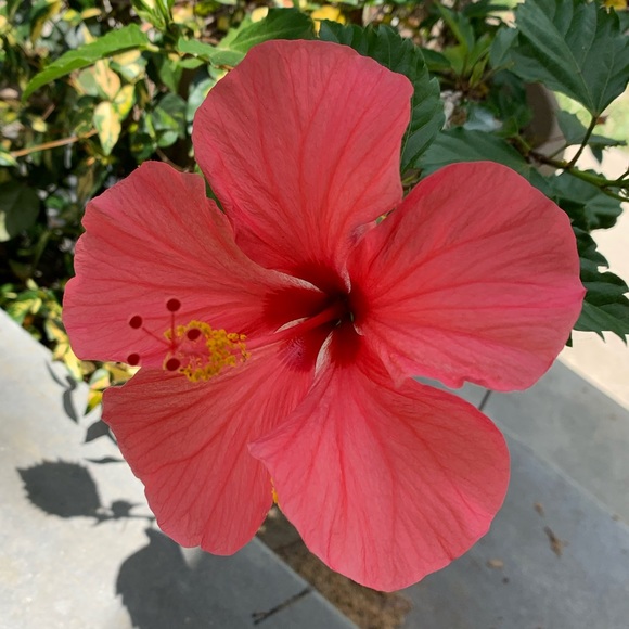 Meet your Posher, Angela - Picture 1 of 1